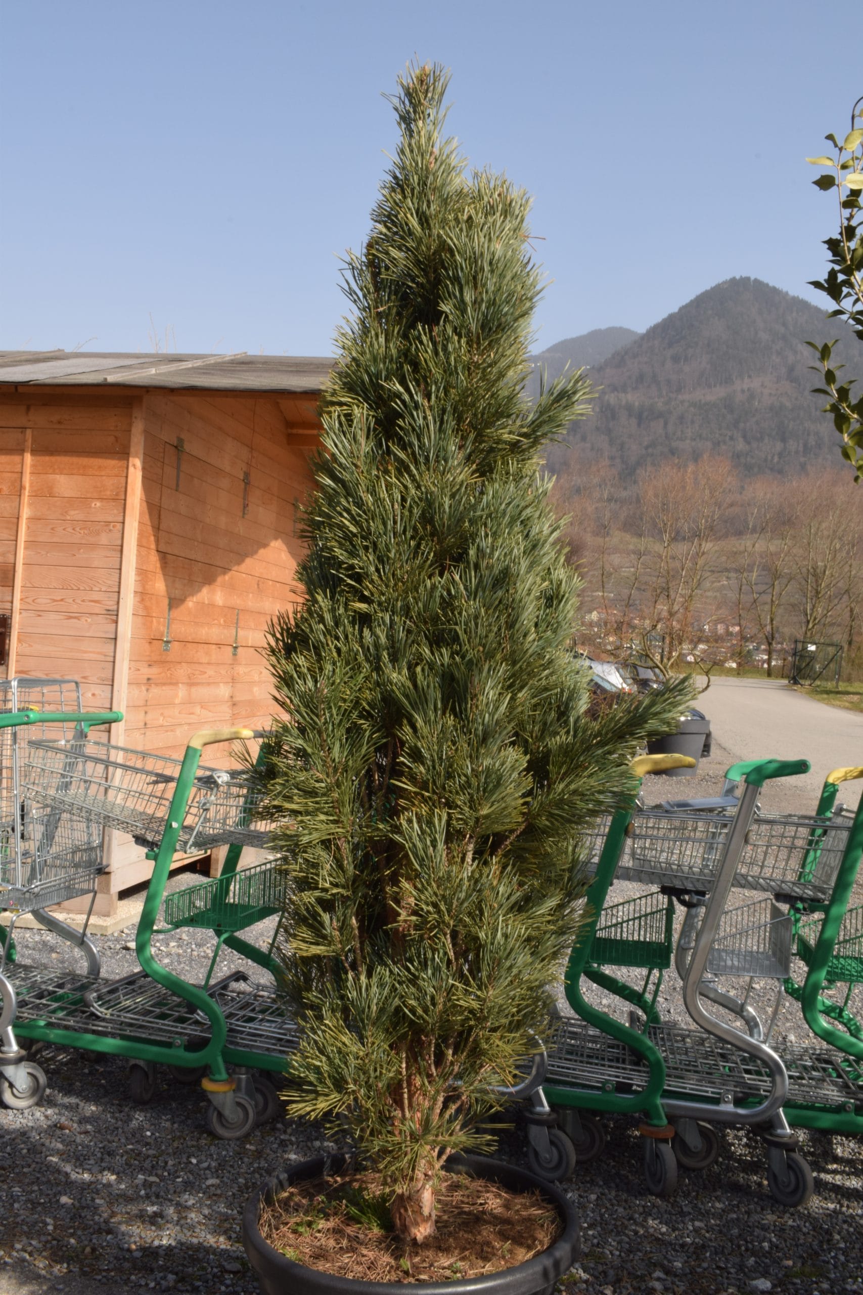 Chamaeocyparis nootkatensis Glauca