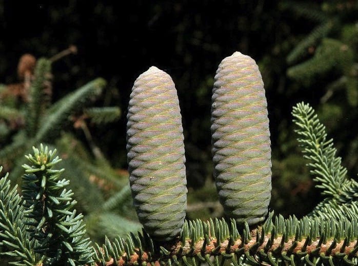 Abies pinsapo