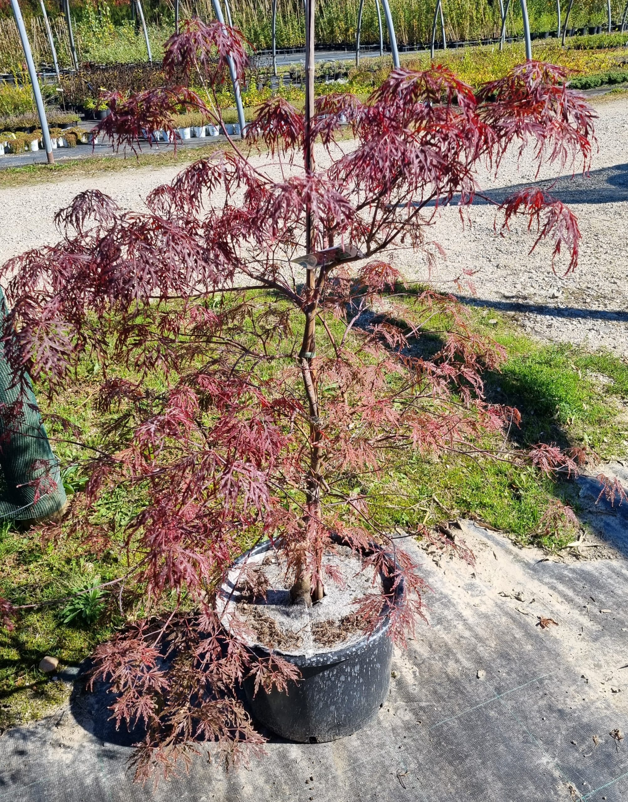 Acer plamatum