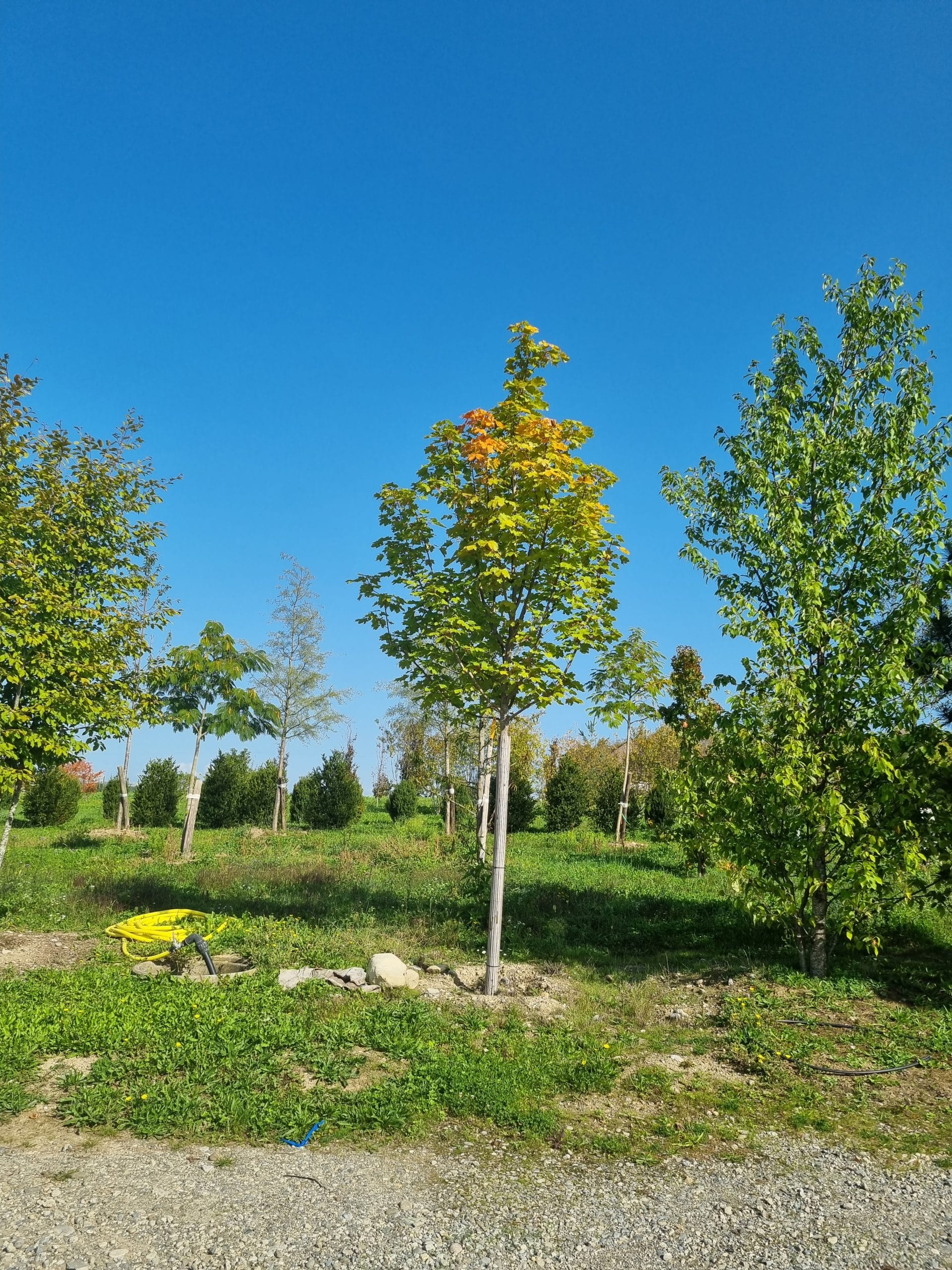 Acer platanoides