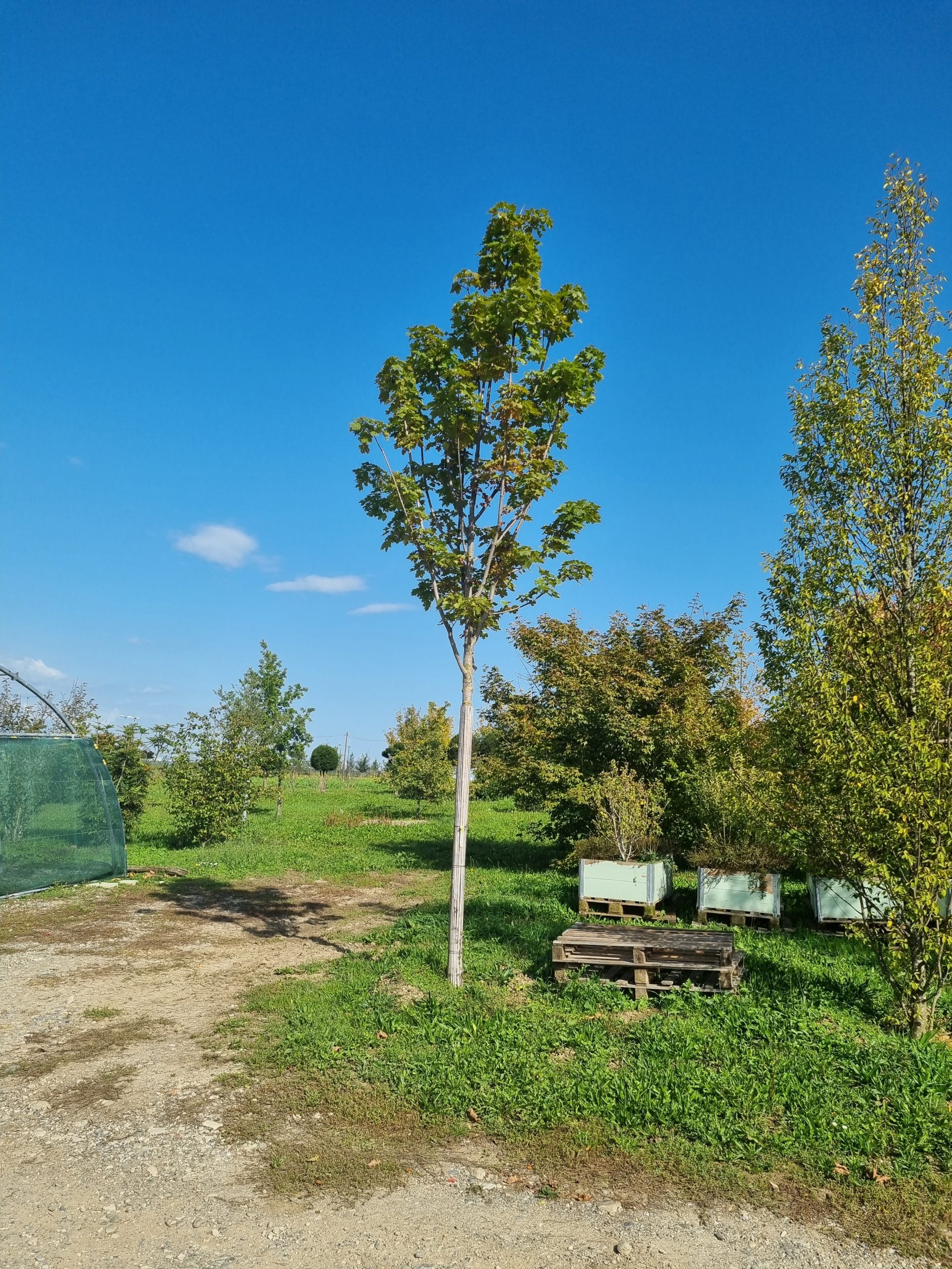 Acer pseudoplatanus / Erable sycomore