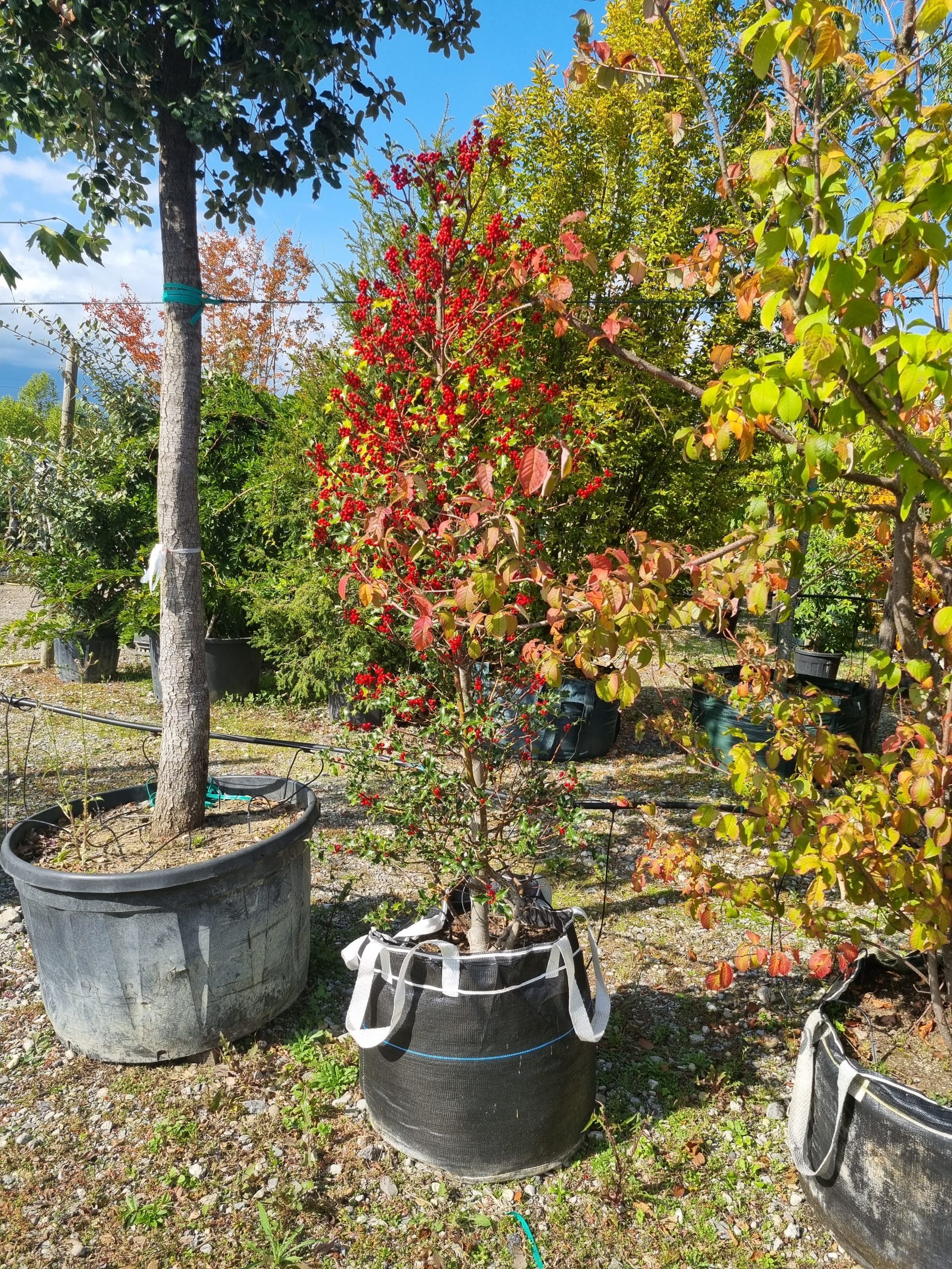 Acer rubrum / Erable Rouge