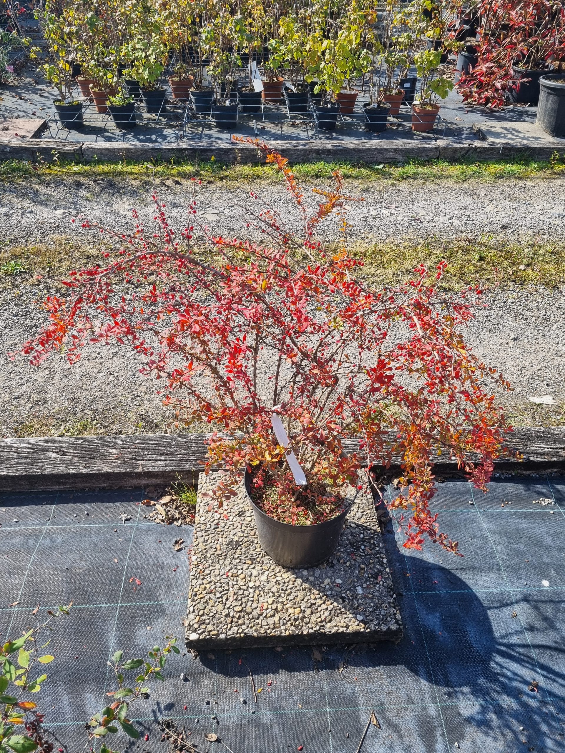 Berberis thunbergii / Berbéris de Thunberg
