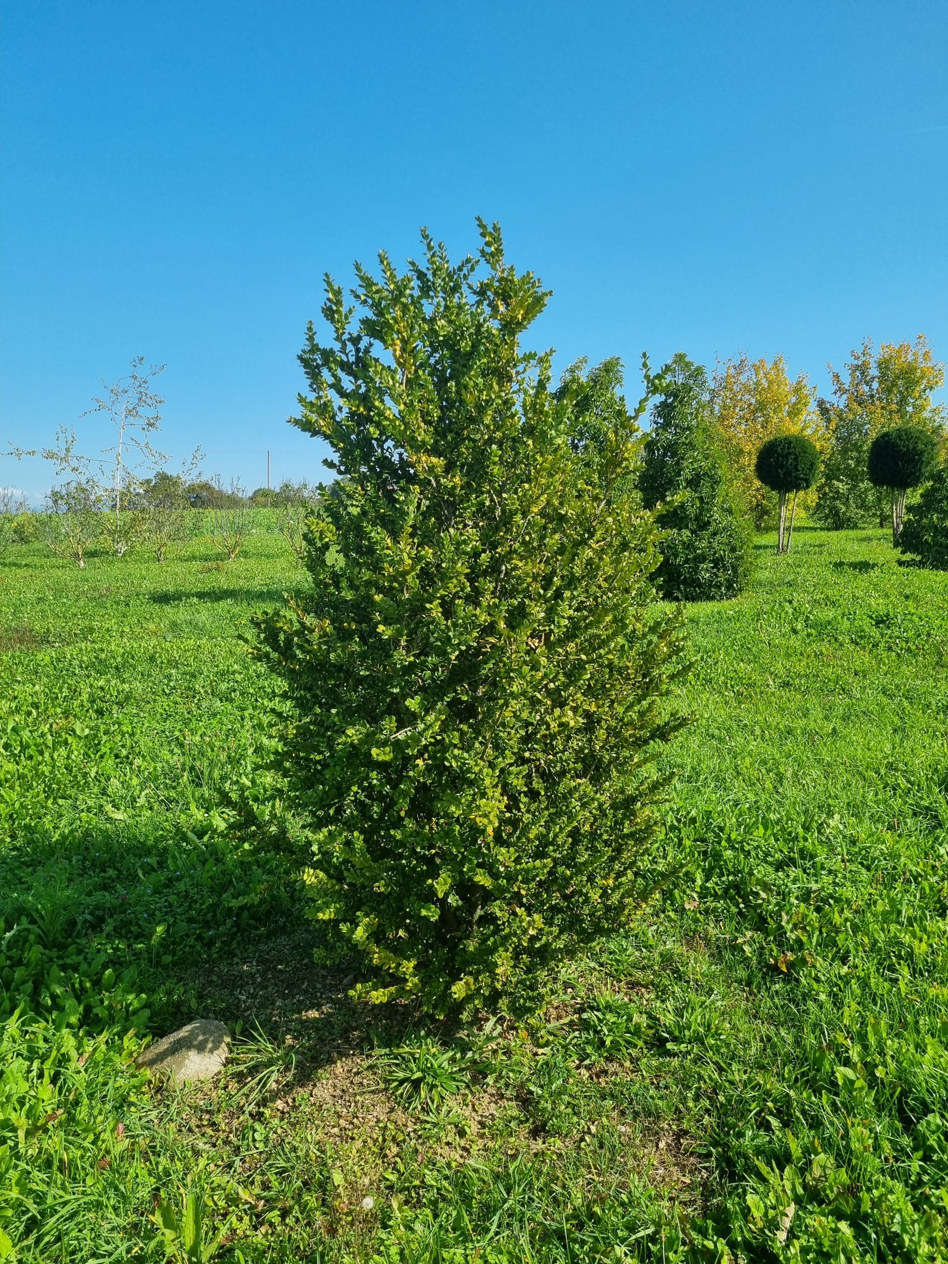 Calocedrus deccurens