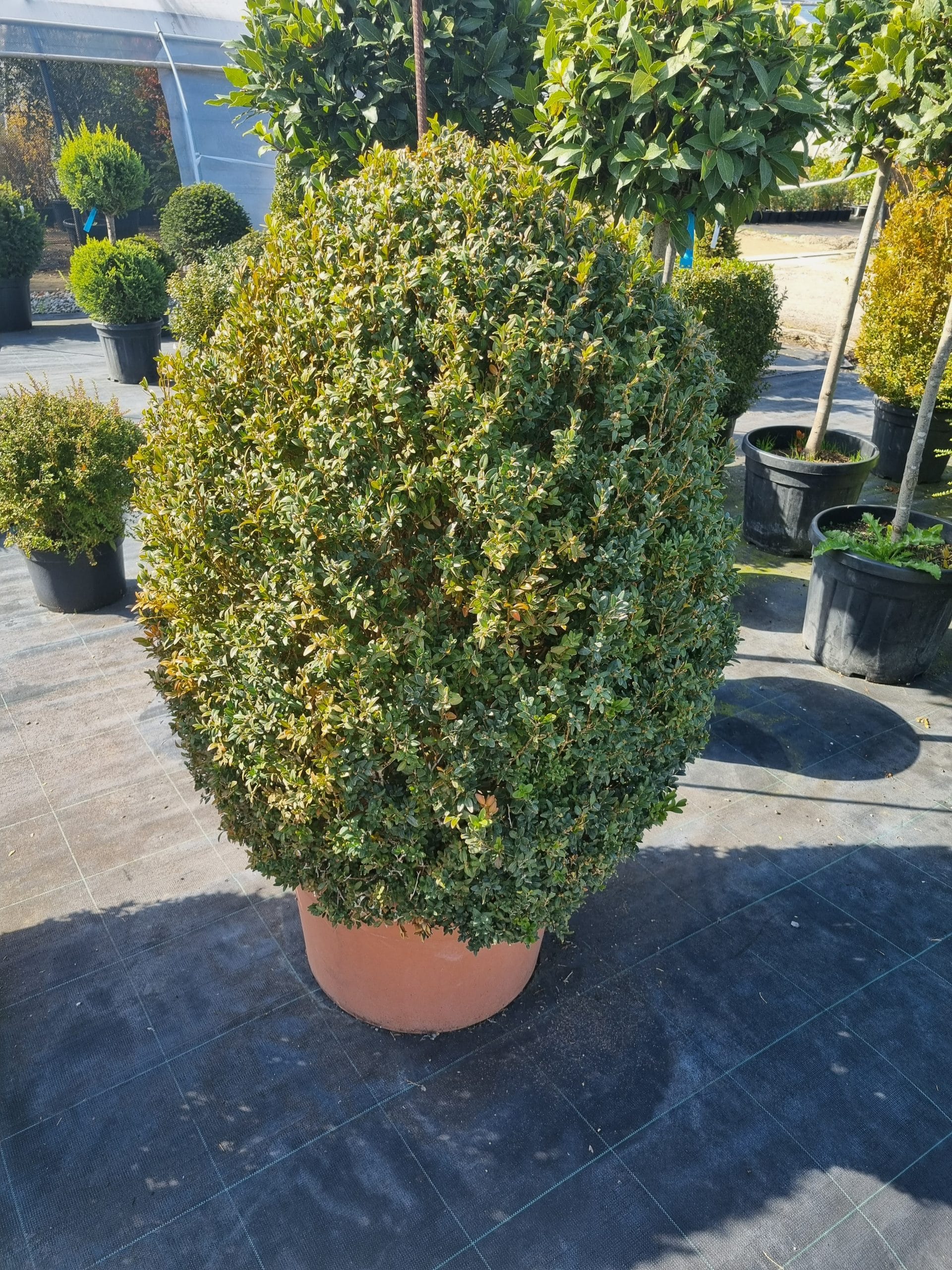 Buxus semperviens