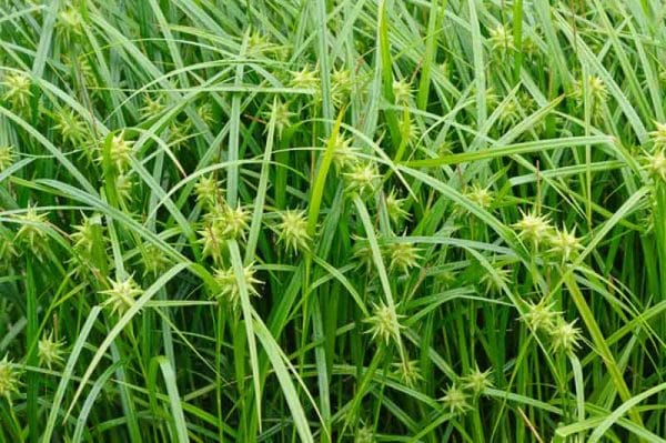 Carex grayi