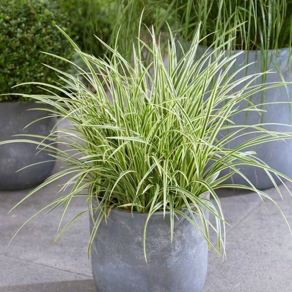 Carex morrowii