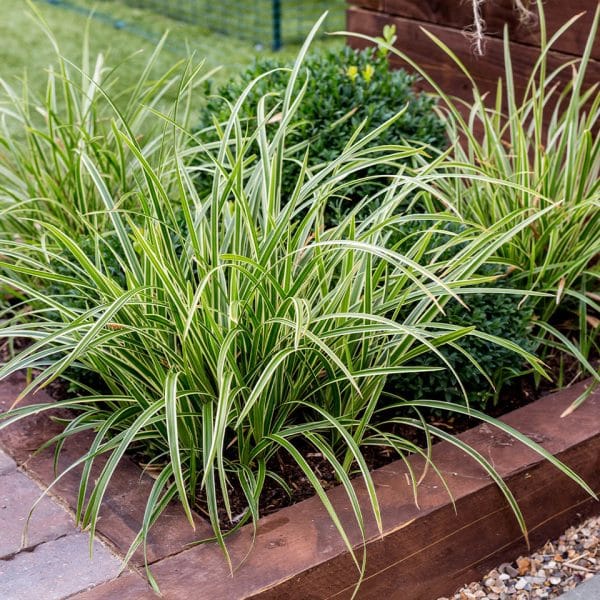 Carex morrowii 'Ice Dance'