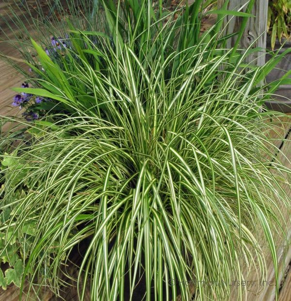 Carex oshimensis 'Evergold'
