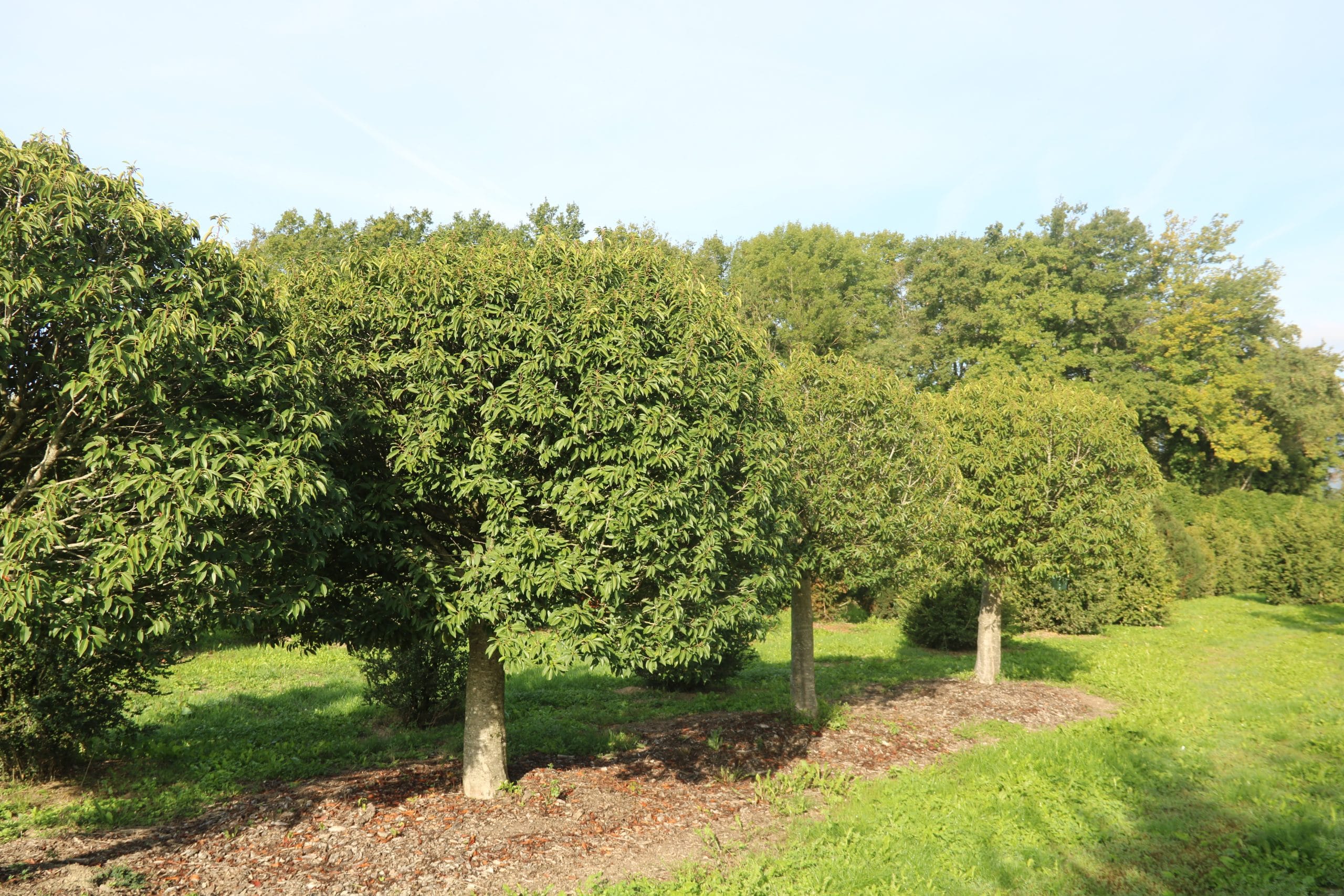Abies concolor