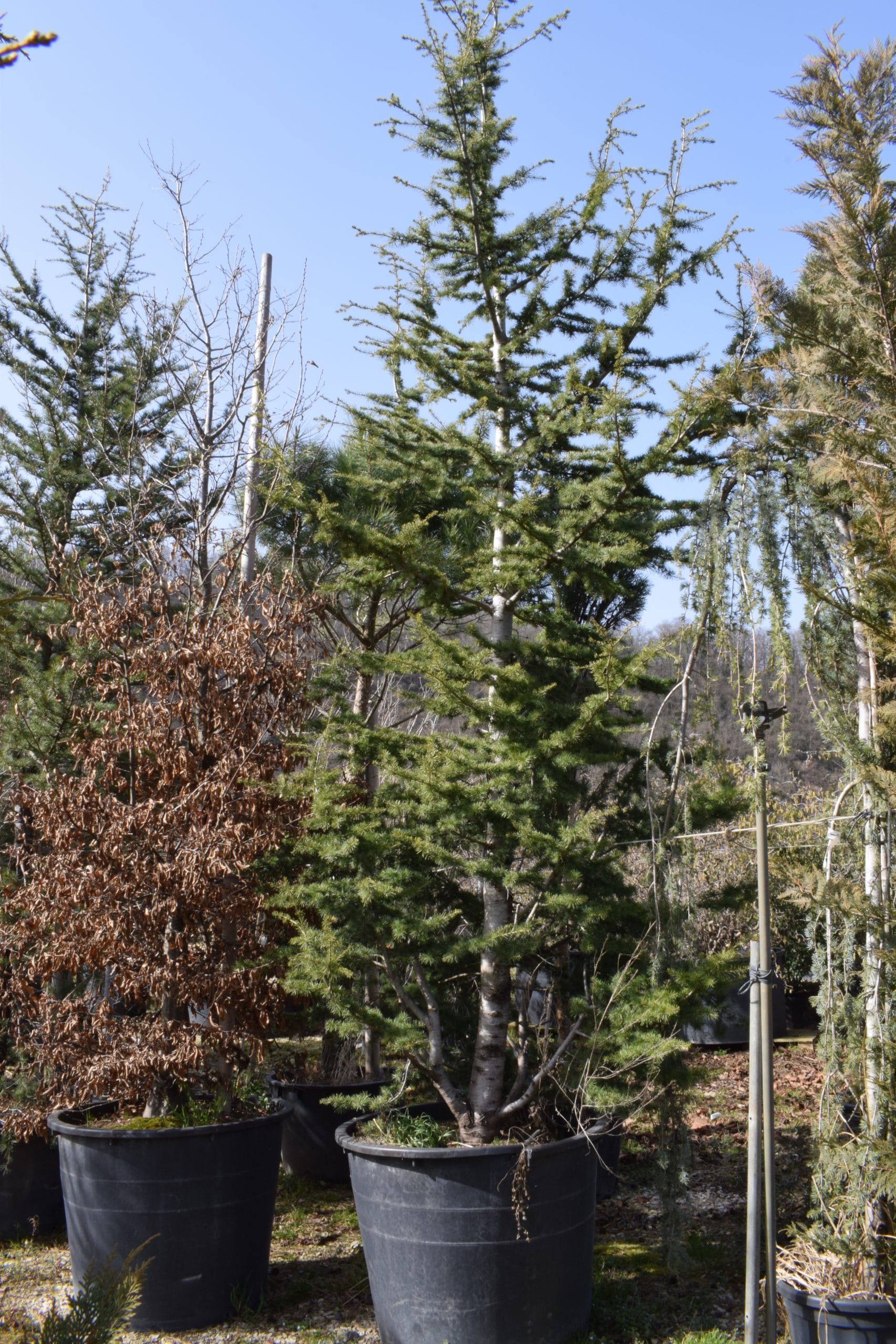 Cedrus atlantica 'Glauca'