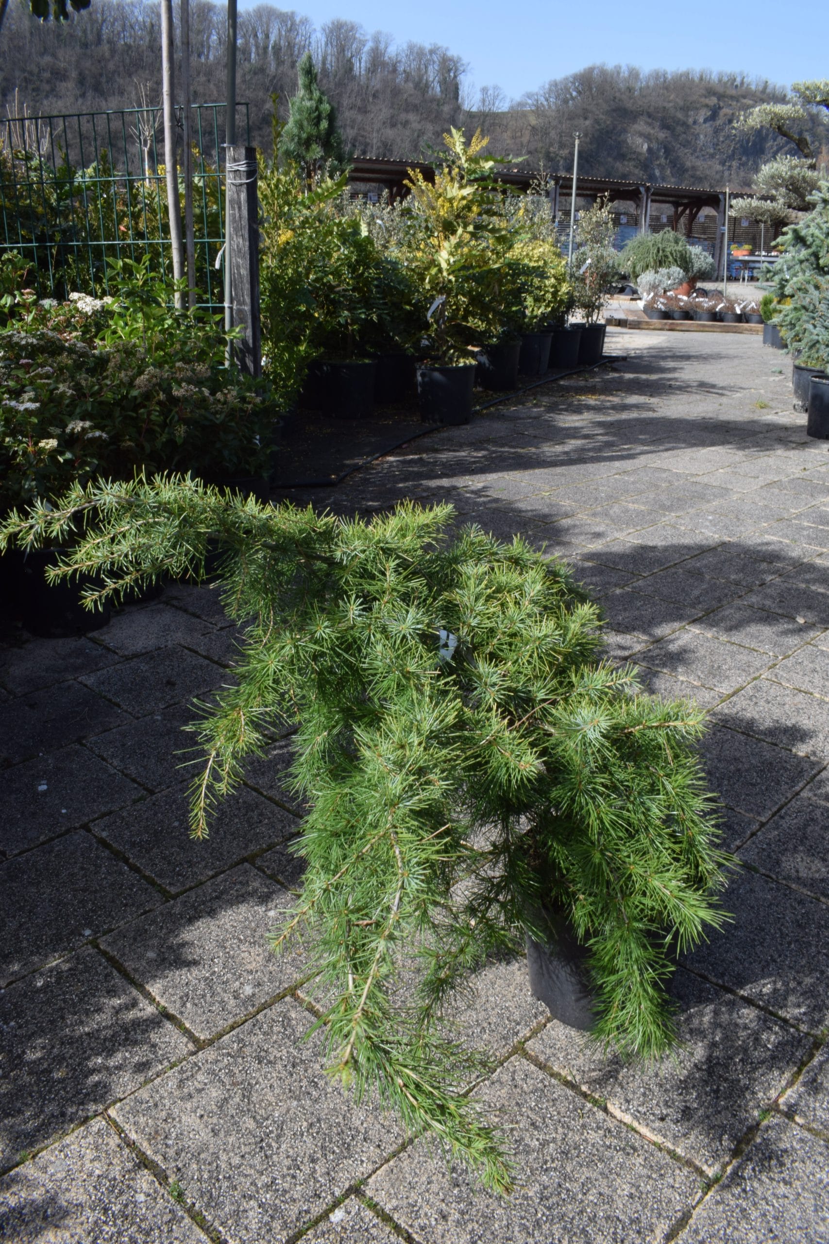 Cedrus deodara