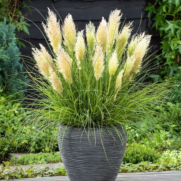 Cortaderia selloana 'Minigoldenpampas'
