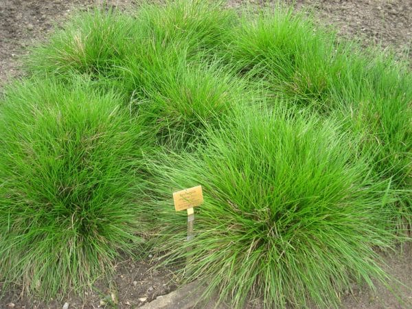 Deschampsia_cespitos_BAJcbR4l45Io