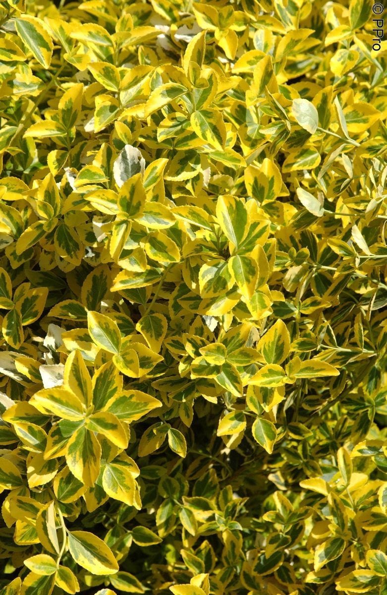 Euonymus fortunei 'Emerald Gaity'