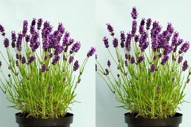 Lavandula angustifolia 'Hidcote'