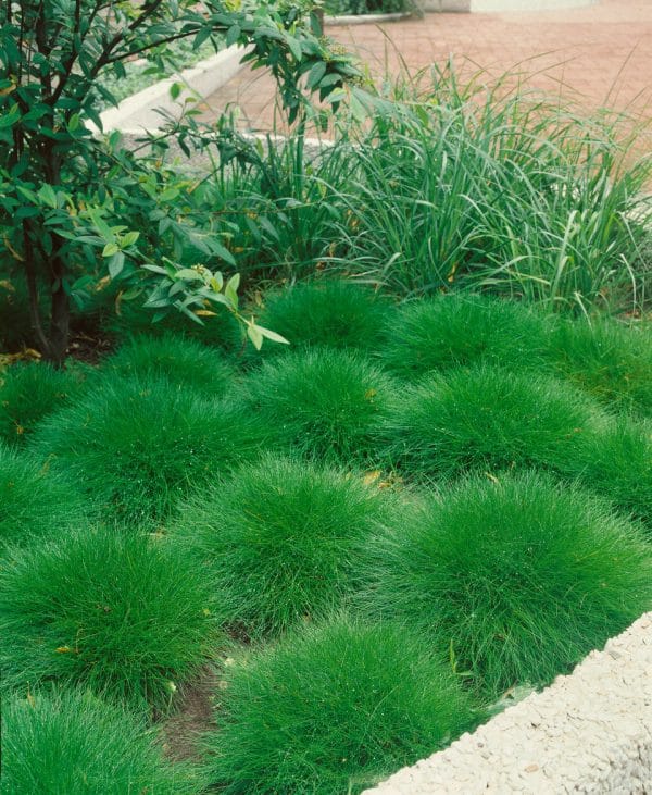 Festuca gautieri
