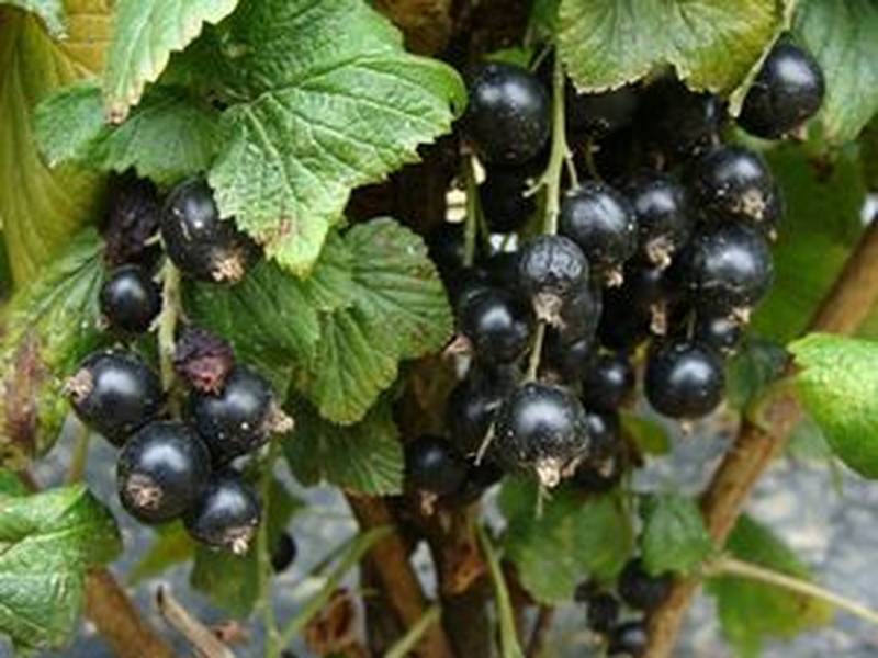 Ribes grossularia