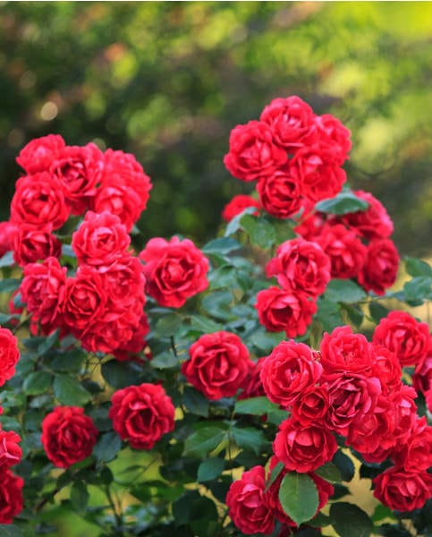 Rosa 'Rote The Fairy'