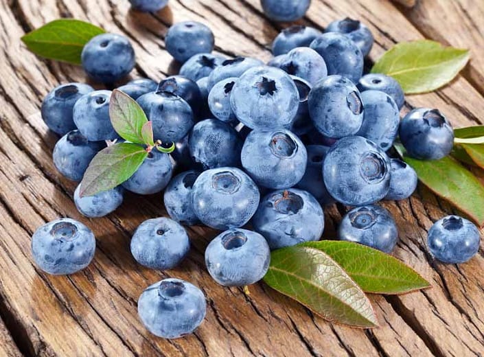 Vaccinium corymbosum ‘Blue Crop’ (Myrtille)