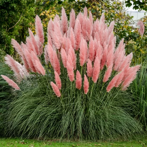 cortaderia-pink-feather-1