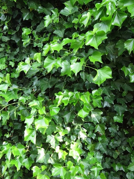 Hedera helix