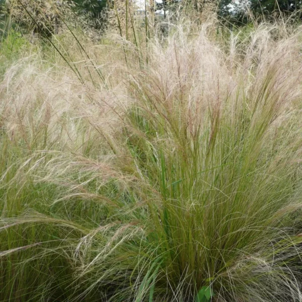 stipa-tenuifolia-812042-1