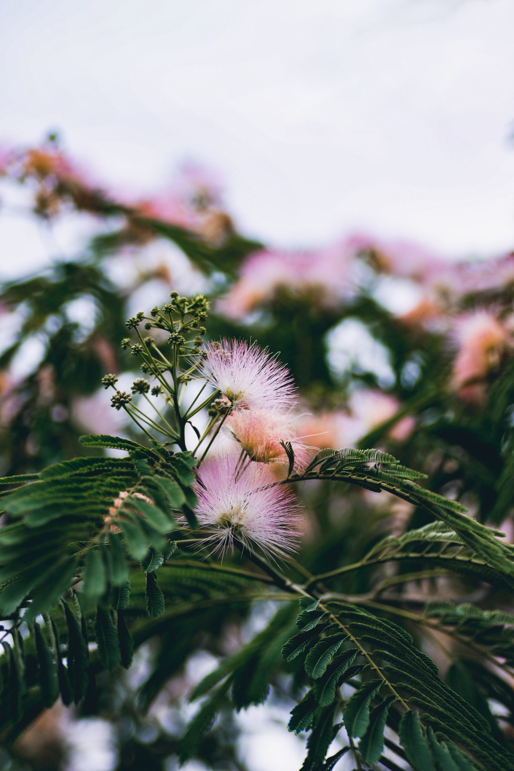 Albizia julibrissin 'Summer Chocolat'