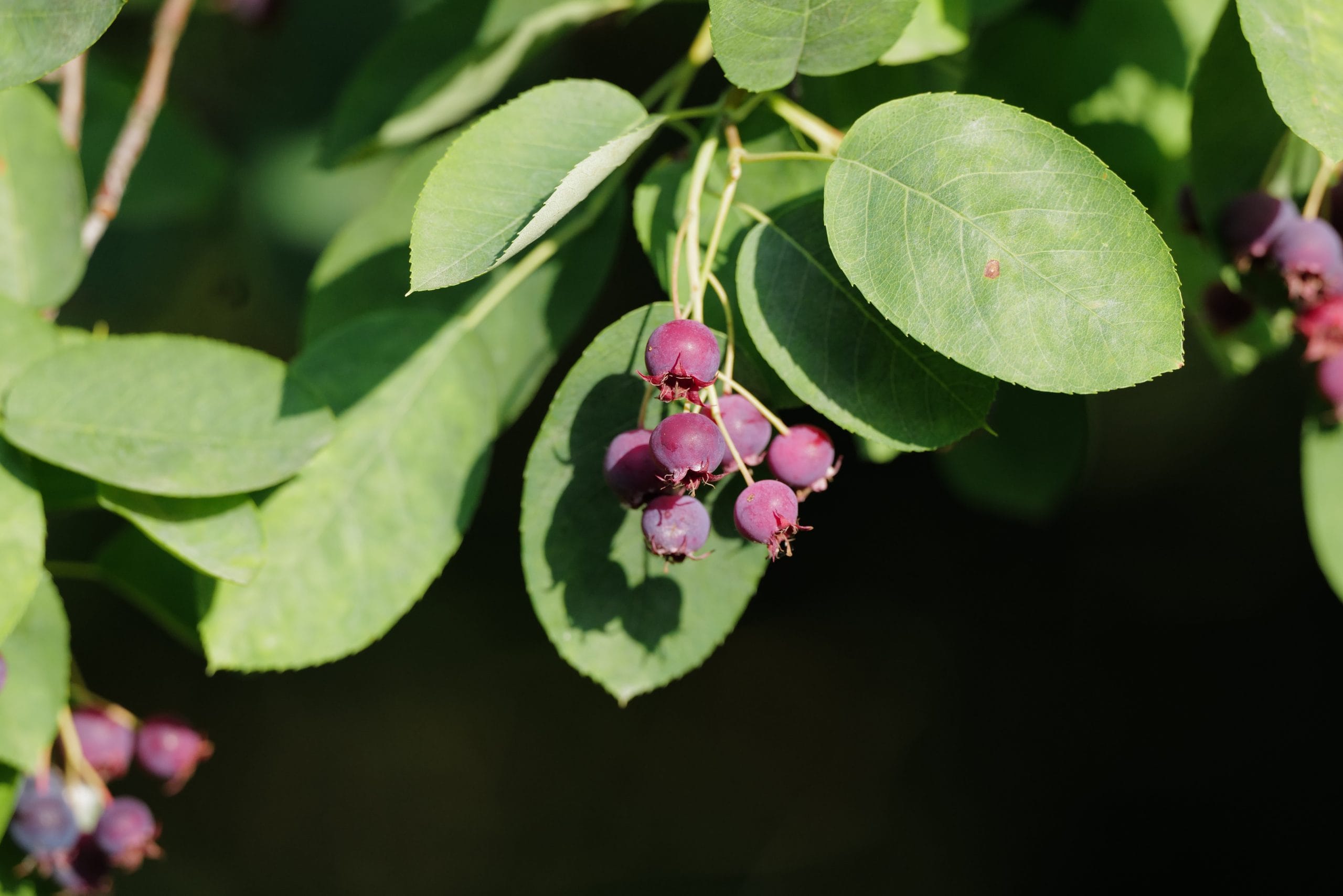 Amelanchier lamarckii