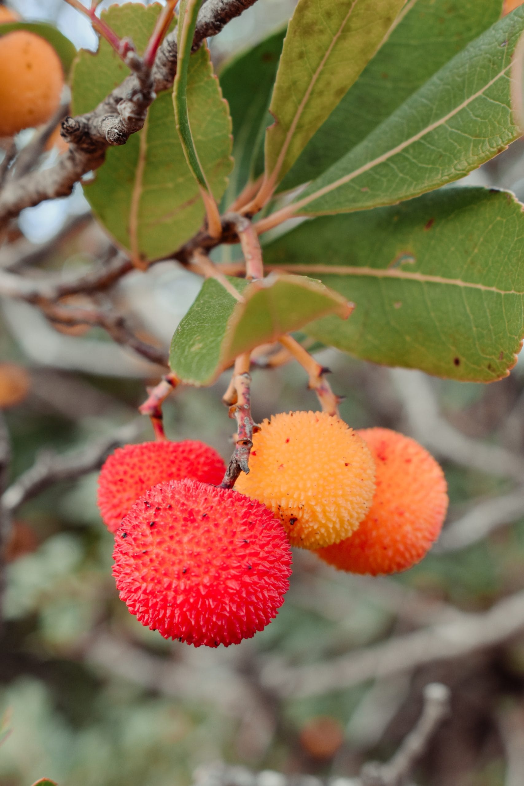 Arbutus unedo