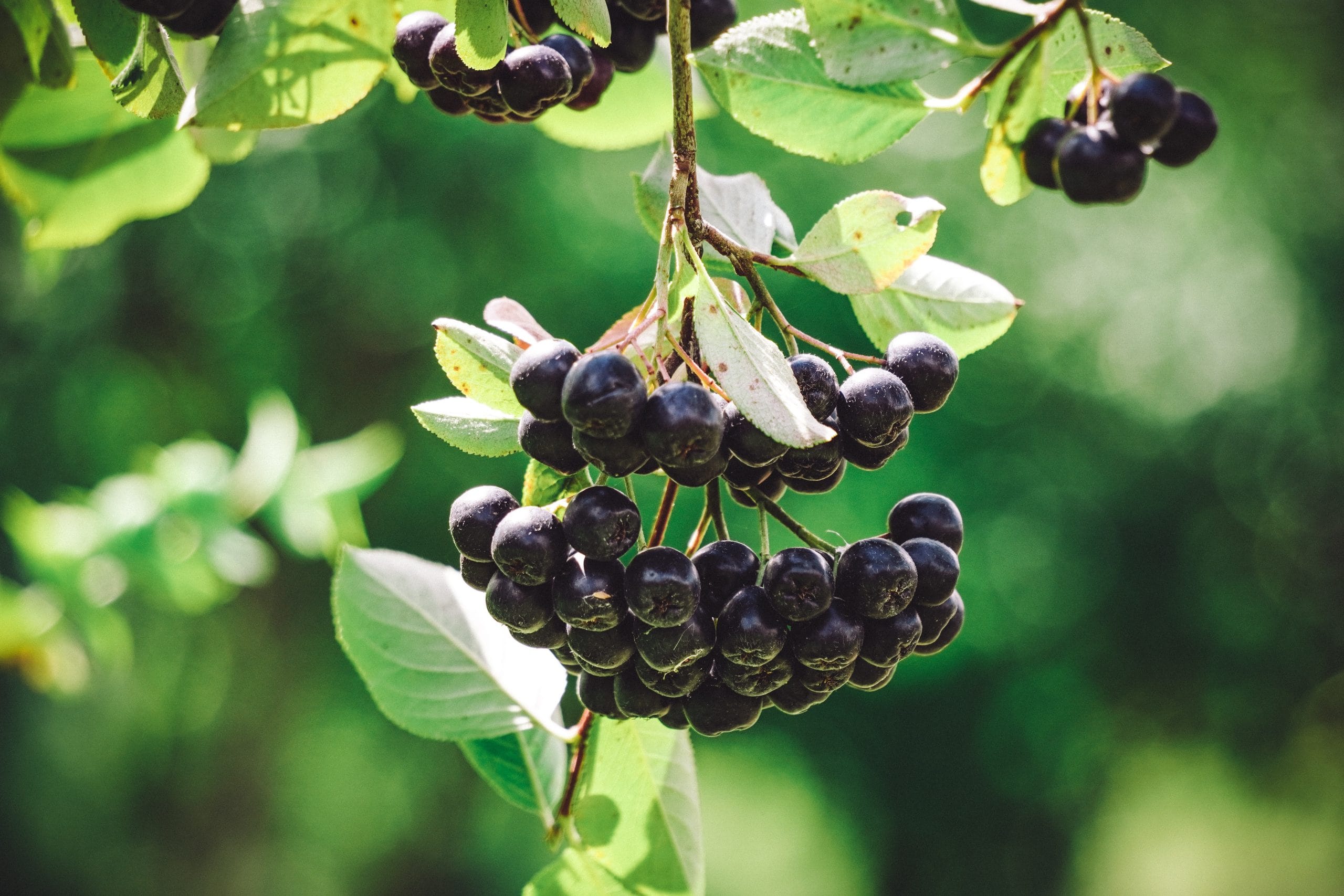 Aronia x prunifolia ‘Hugin’