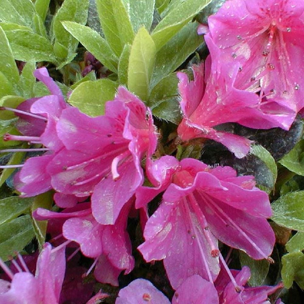 Azalea japonica