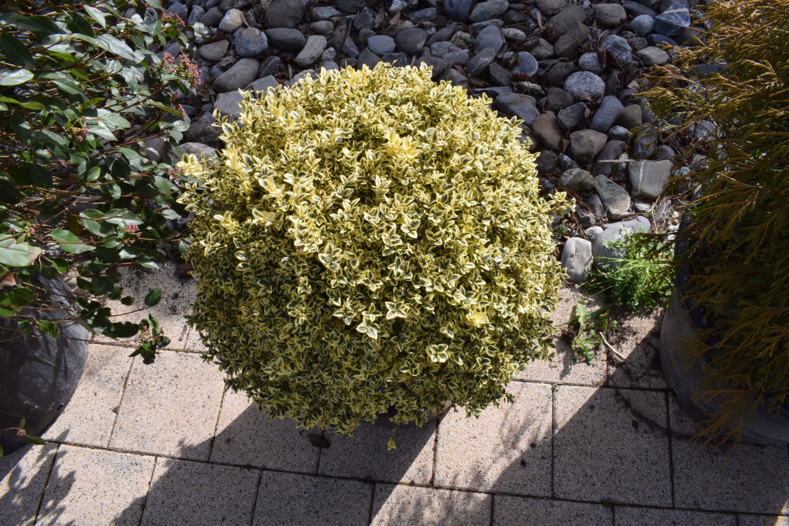 Buxus sempervirens