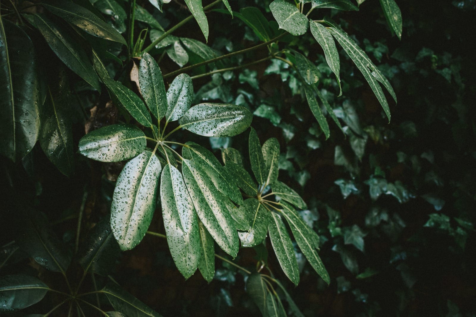 Aralia elata