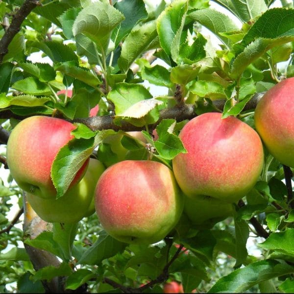 pommier Boscoop
