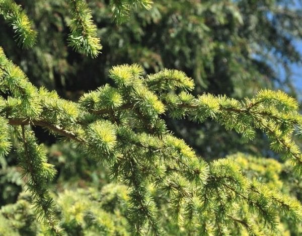 Cedrus libani